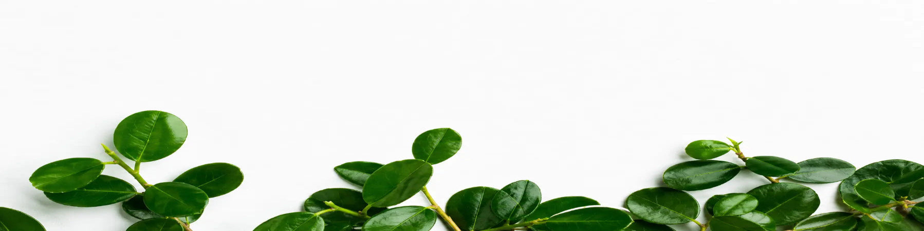 Natural green leaves banner representing Ayurveda and herbal wellness